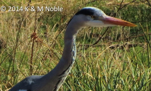 grey heron (Ardea cinerea) K & M Noble